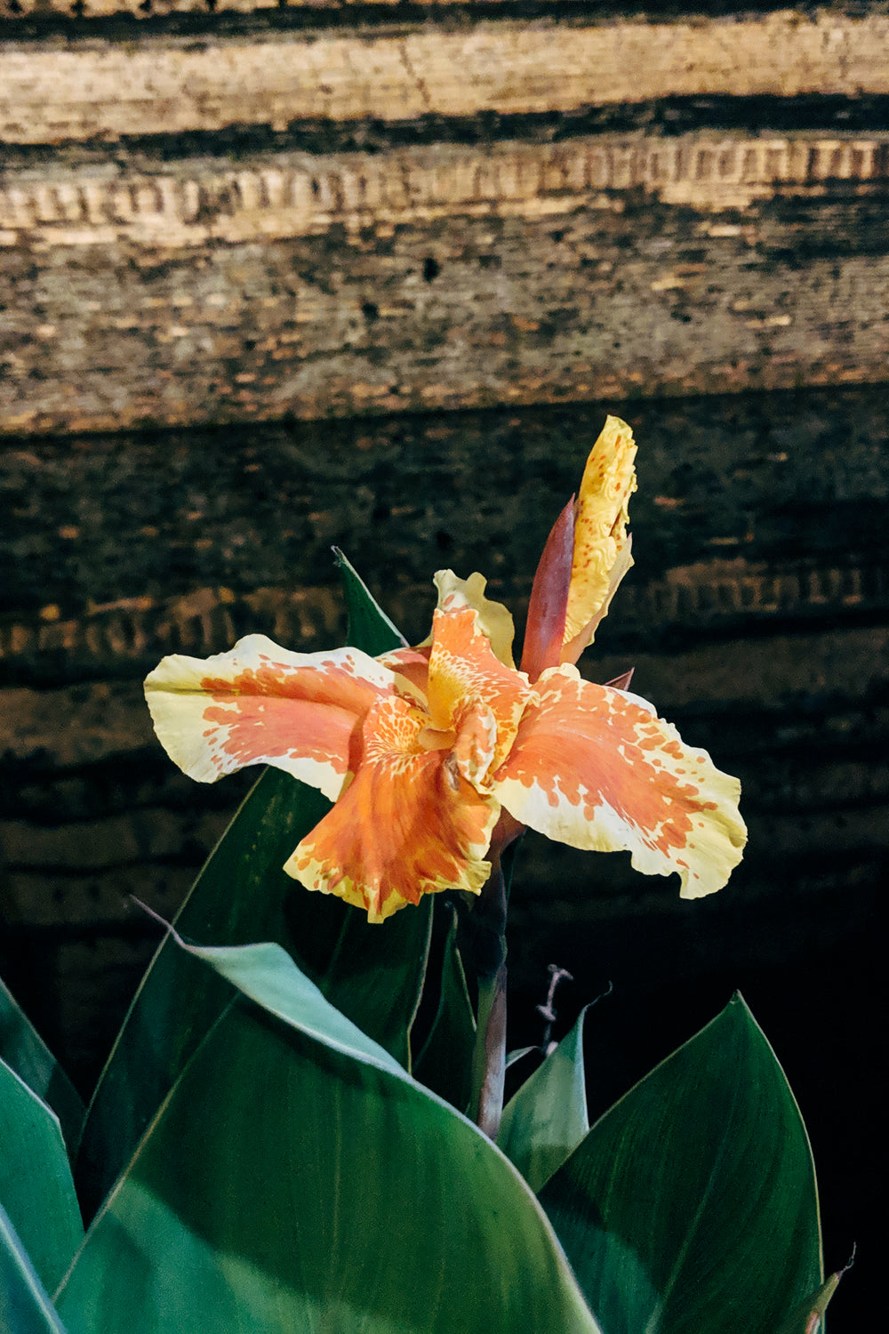 close up of a orange and yellow flower