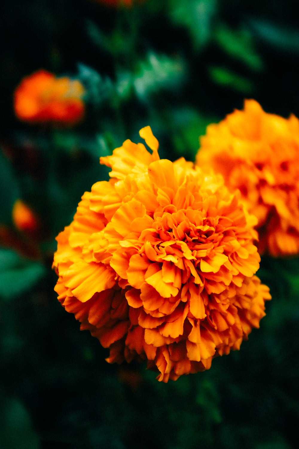 close up of a orange marigold with green leaves