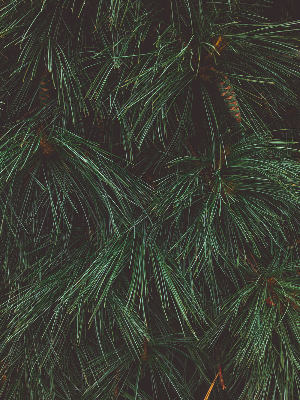 close up of a pine tree showing texture of pine needles