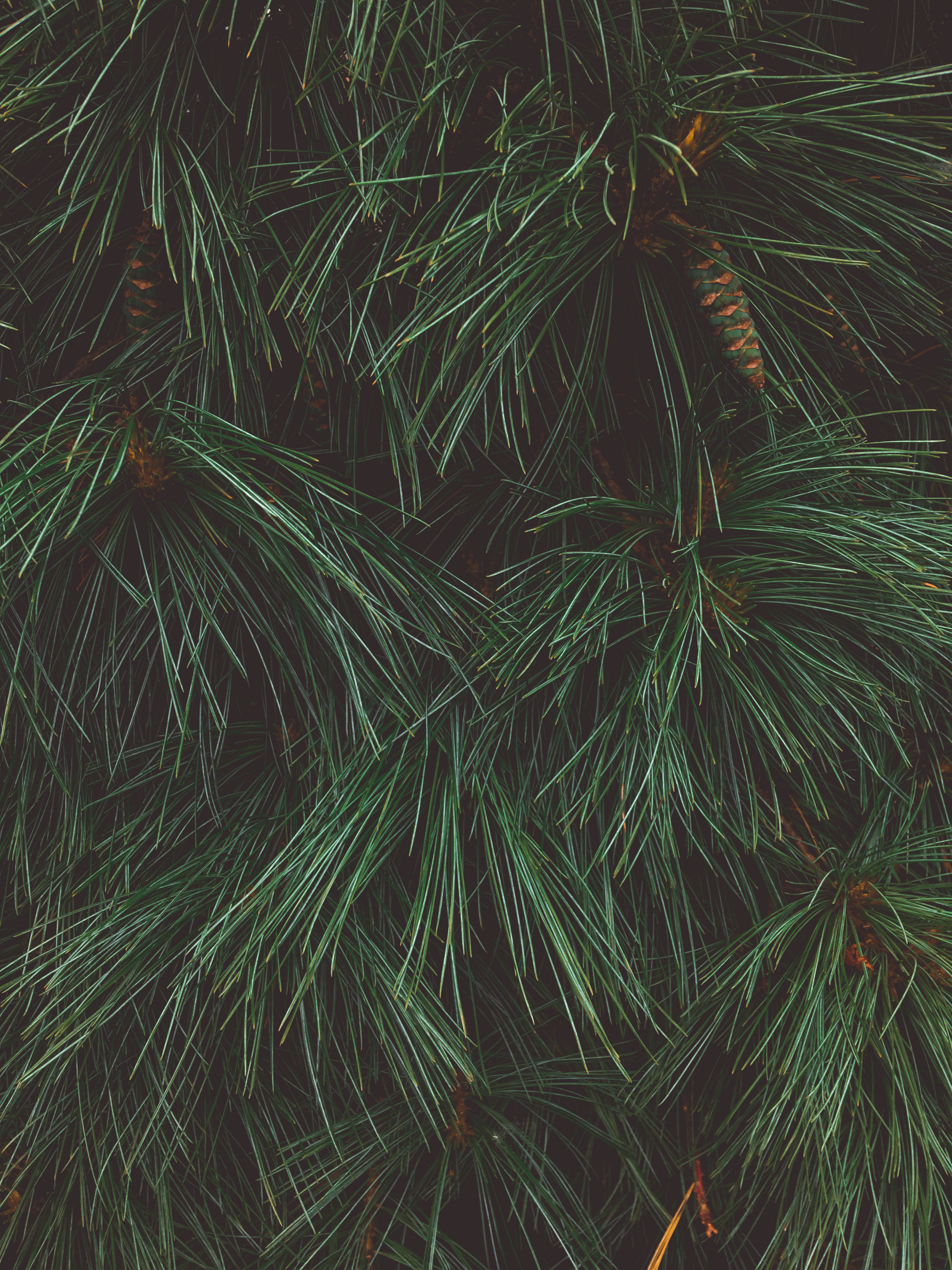 Close Up Of A Pine Tree Showing Texture Of Pine Needles