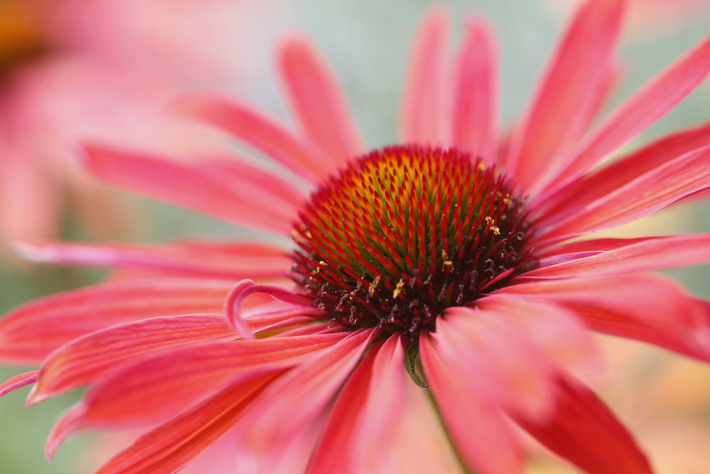 close up of a pink flower with long petals