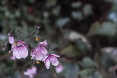 close up of a purple perennial flower