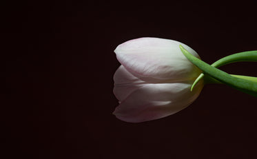 close up of a single pink tulip