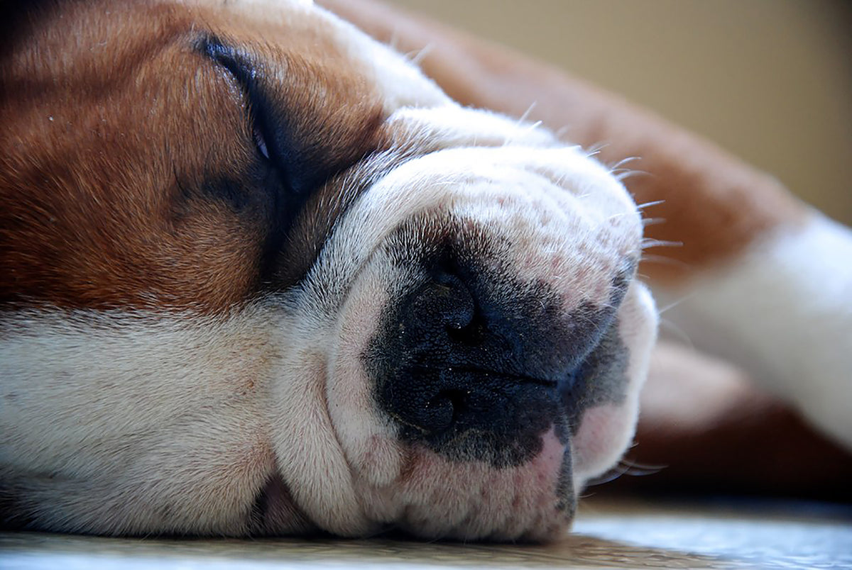 close up of a sleeping dog on white floor