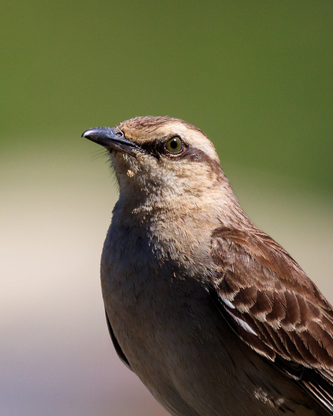 close up of a small brown bird with green background
