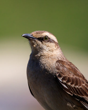 close up of a small brown bird with green background