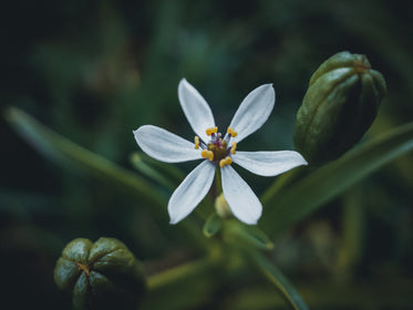 close up of a small white flower