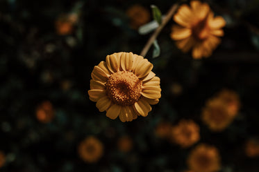 close up of a small yellow flower with small petals