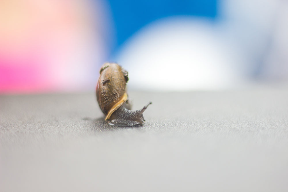 close up of a snail