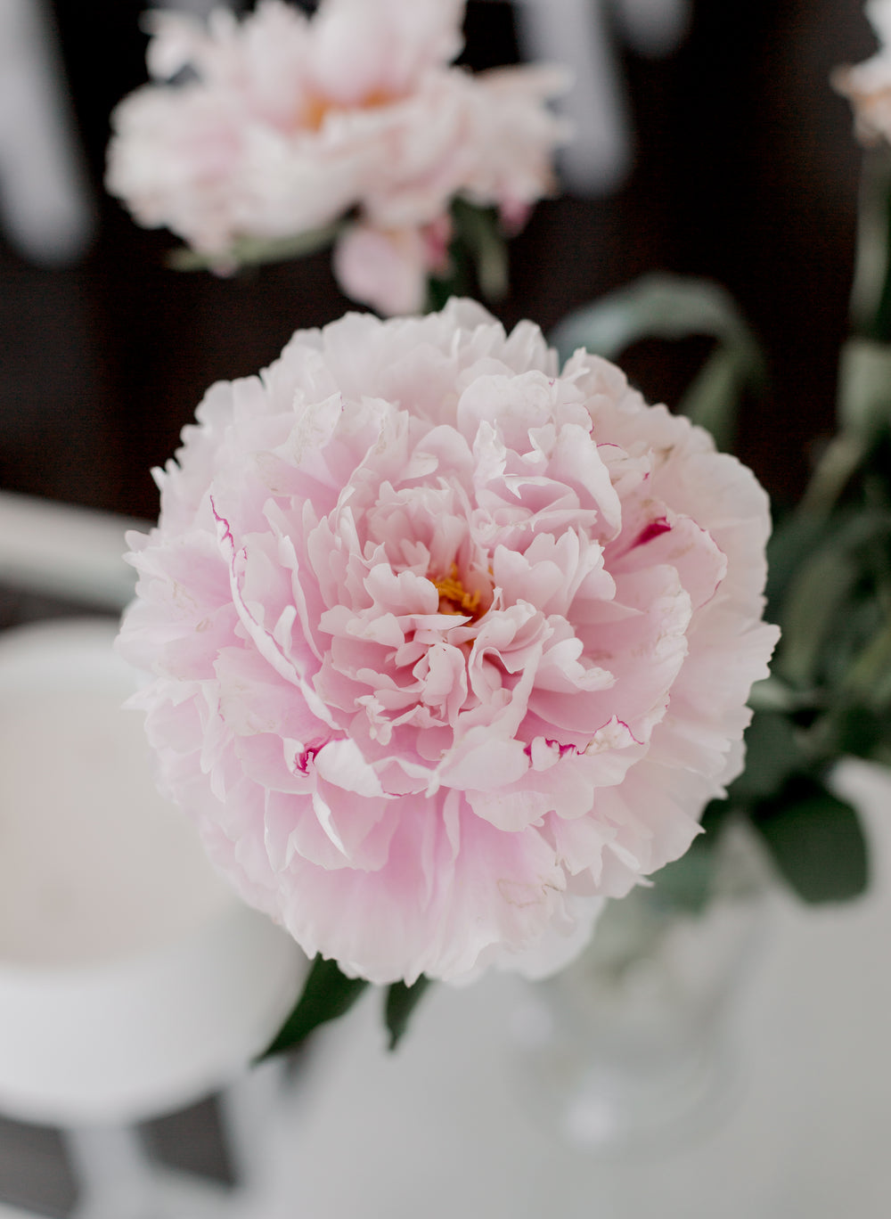 close up of a soft pink flower with ruffled petals