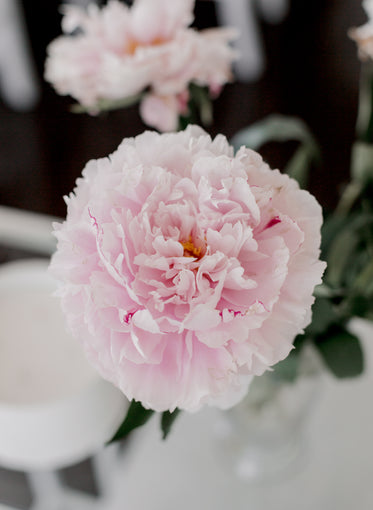 close up of a soft pink flower with ruffled petals