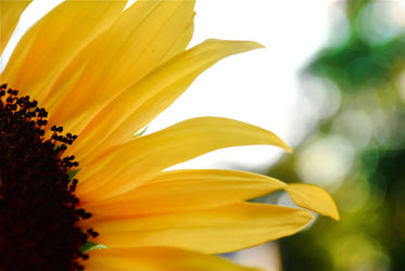 close up of a sunflower filling the frame