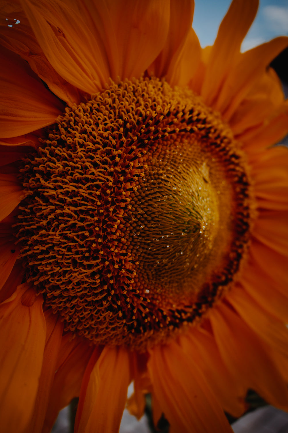 close up of a sunflowers center