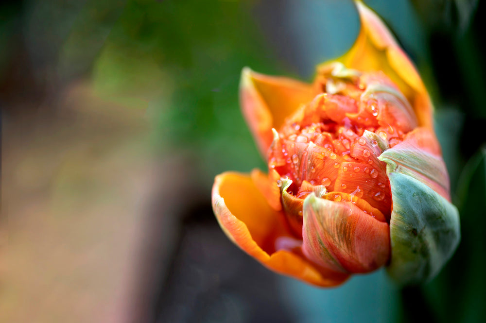 close up of a tulip that has started to bloom