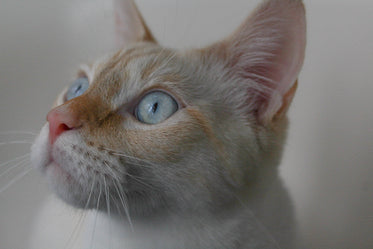 close up of a white cat with blue eyes