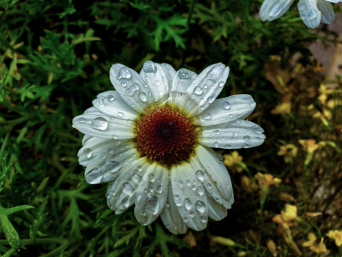 close up of a white daisy after fresh rainfall