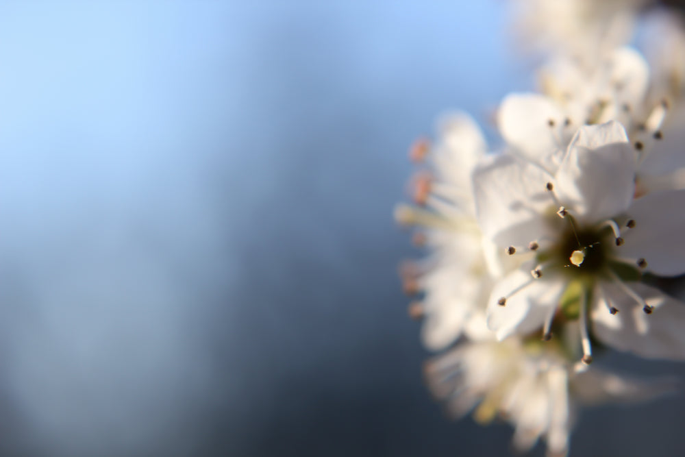 close up of a white flower on a blue background