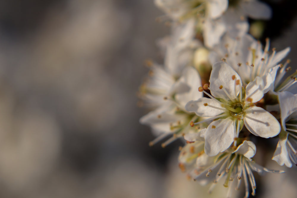 close up of a white flower