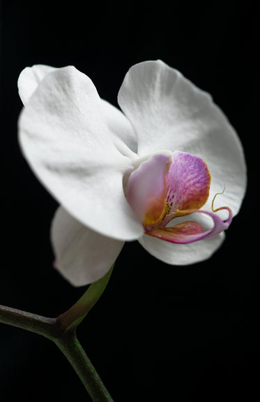 close up of a white orchid on black