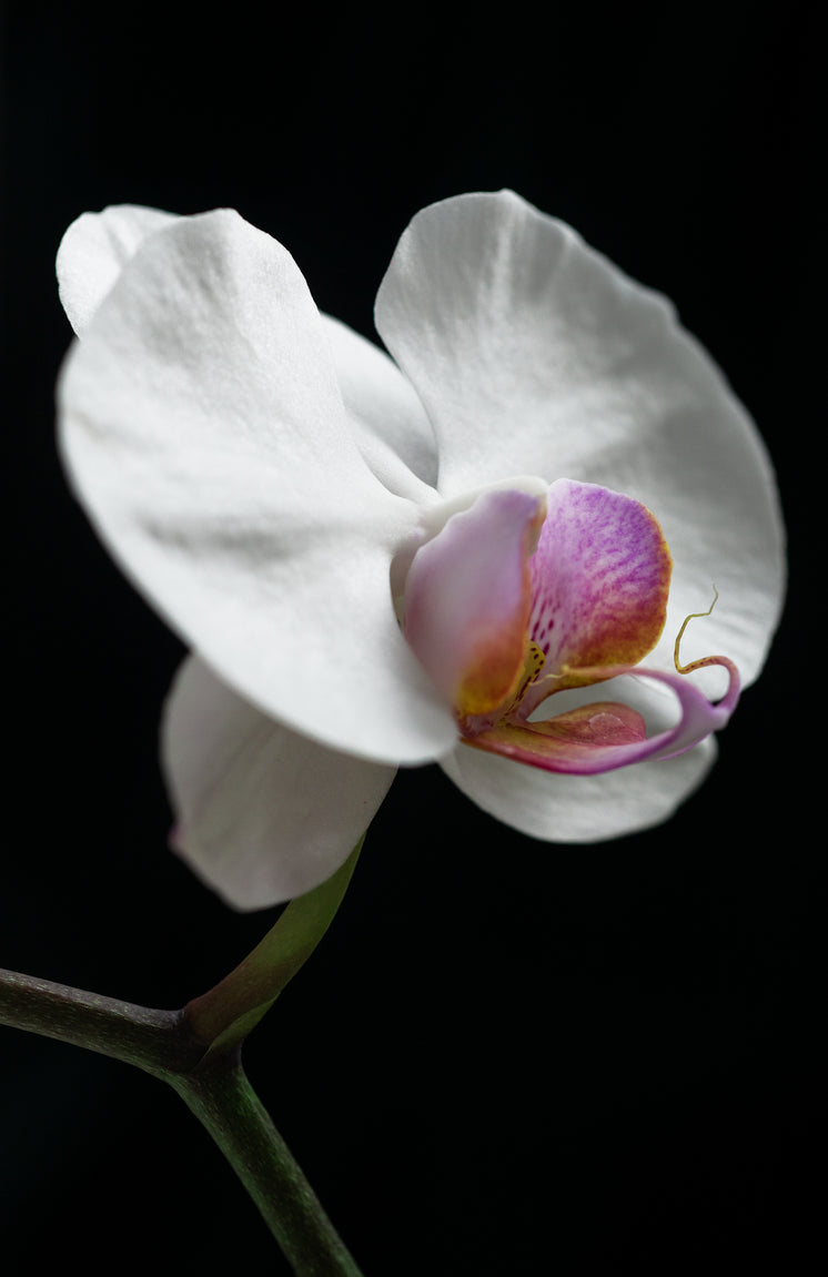 close-up-of-a-white-orchid-on-black.jpg?width=746&format=pjpg&exif=0&iptc=0