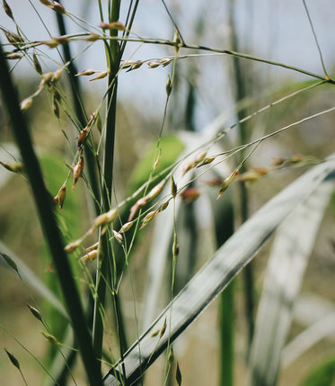 close up of a wild plants green leaves