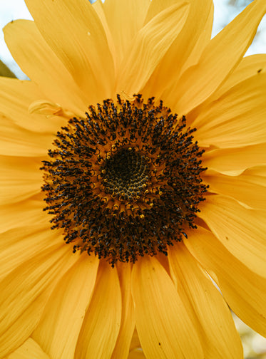 close up of a yellow flower detail