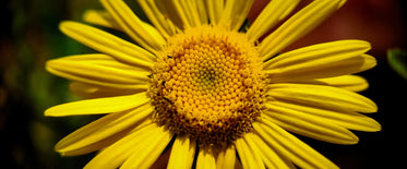 close up of a yellow flower with green out of focus