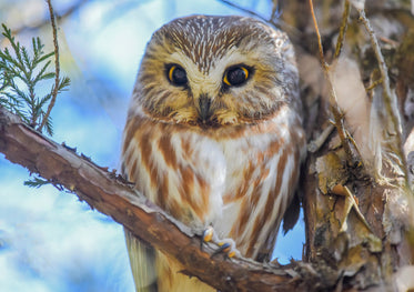 close up of a young brown and white owl