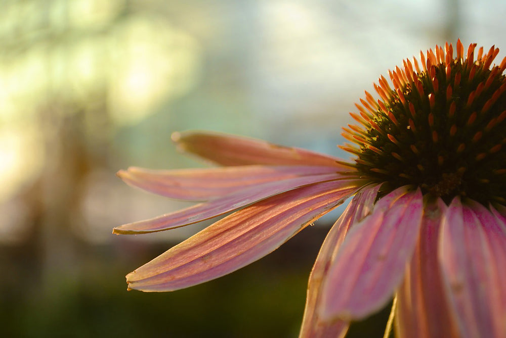 close up of an echinacea flower