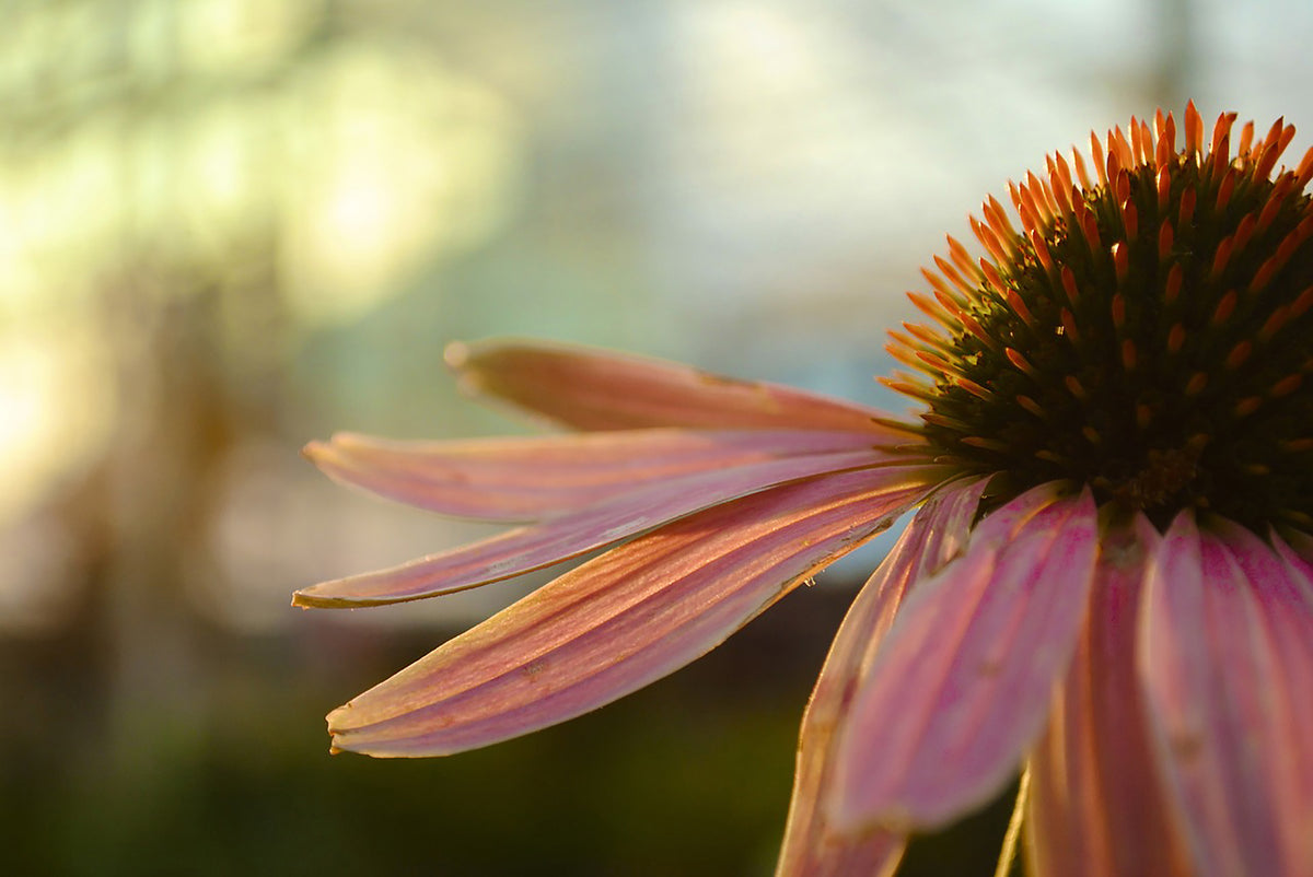 close up of an echinacea flower