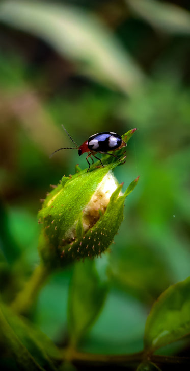 close up of an insect sitting on plant