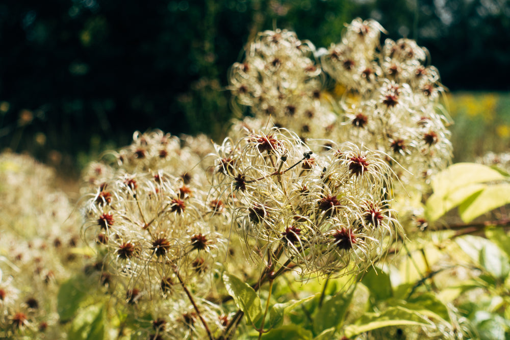 close up of autumn plants in rural setting