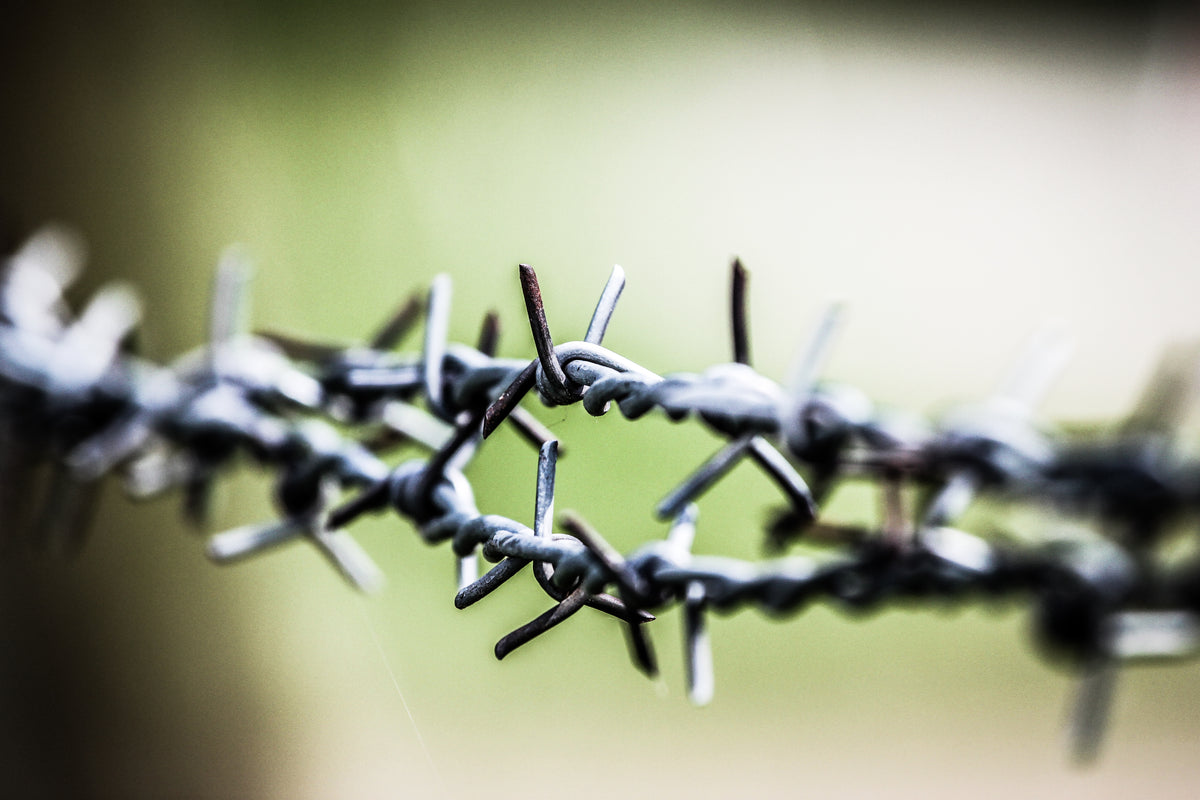 close up of barbed wire against green and white