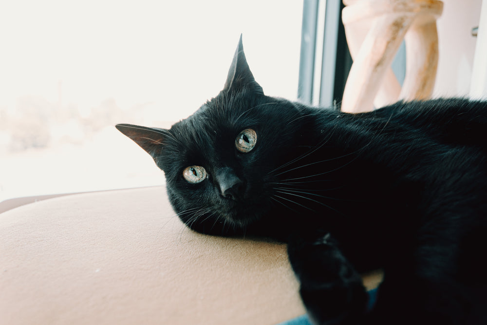 close up of black cat portrait