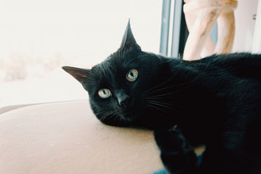 close up of black cat portrait