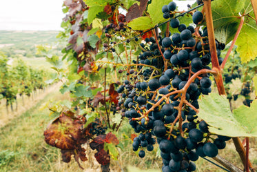 close up of black grapes