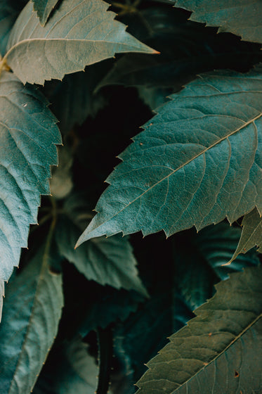 close up of blue and green leaves