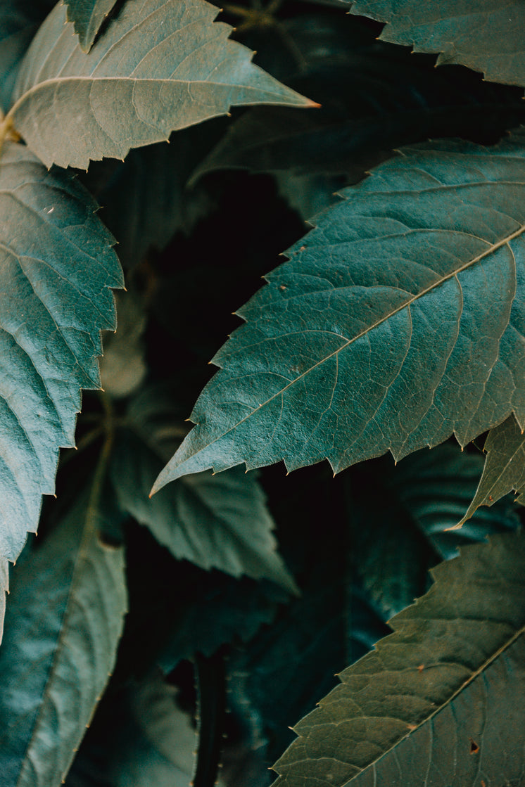 Close Up Of Blue And Green Leaves