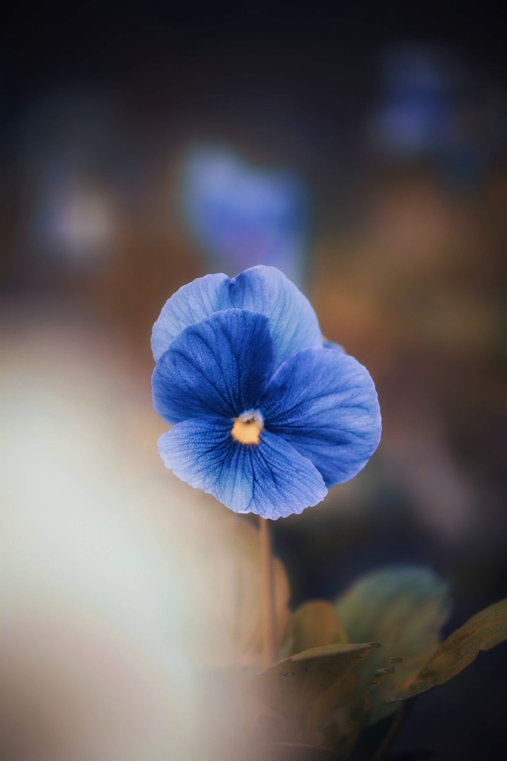 close up of blue pansy flower