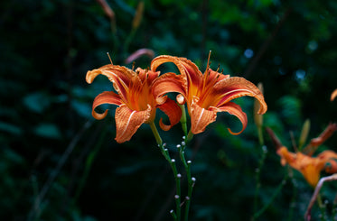 close up of bright orange lily