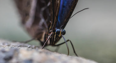 close up of butterfly finding food on tree