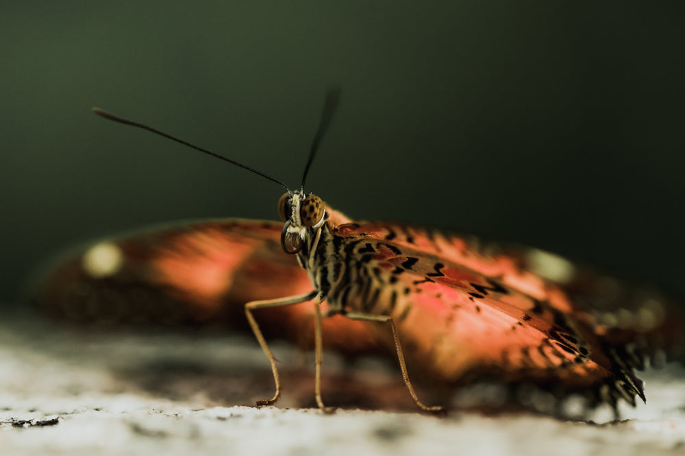 close up of butterfly spreading wings on the ground