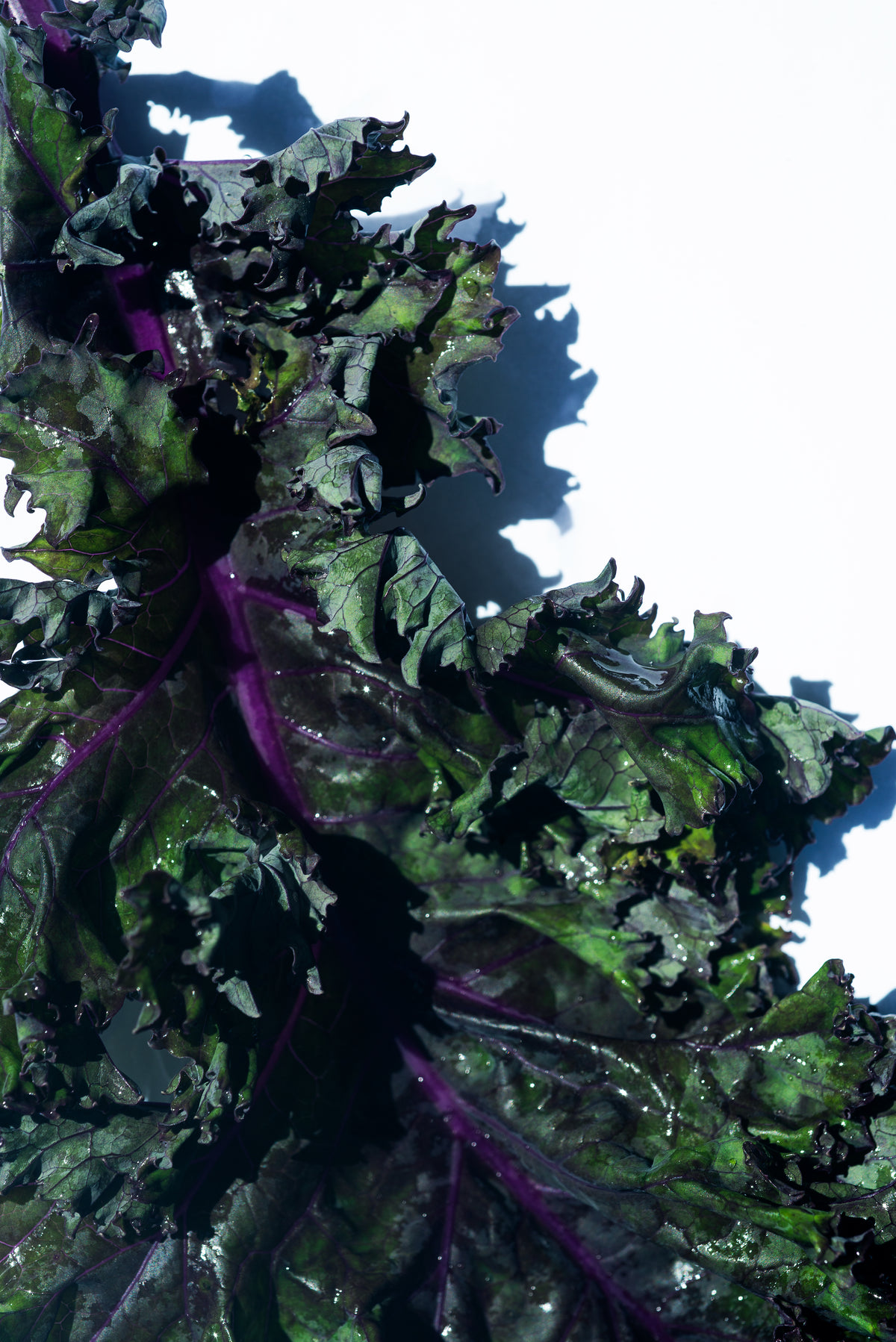 close up of crisp green and purple curly kale