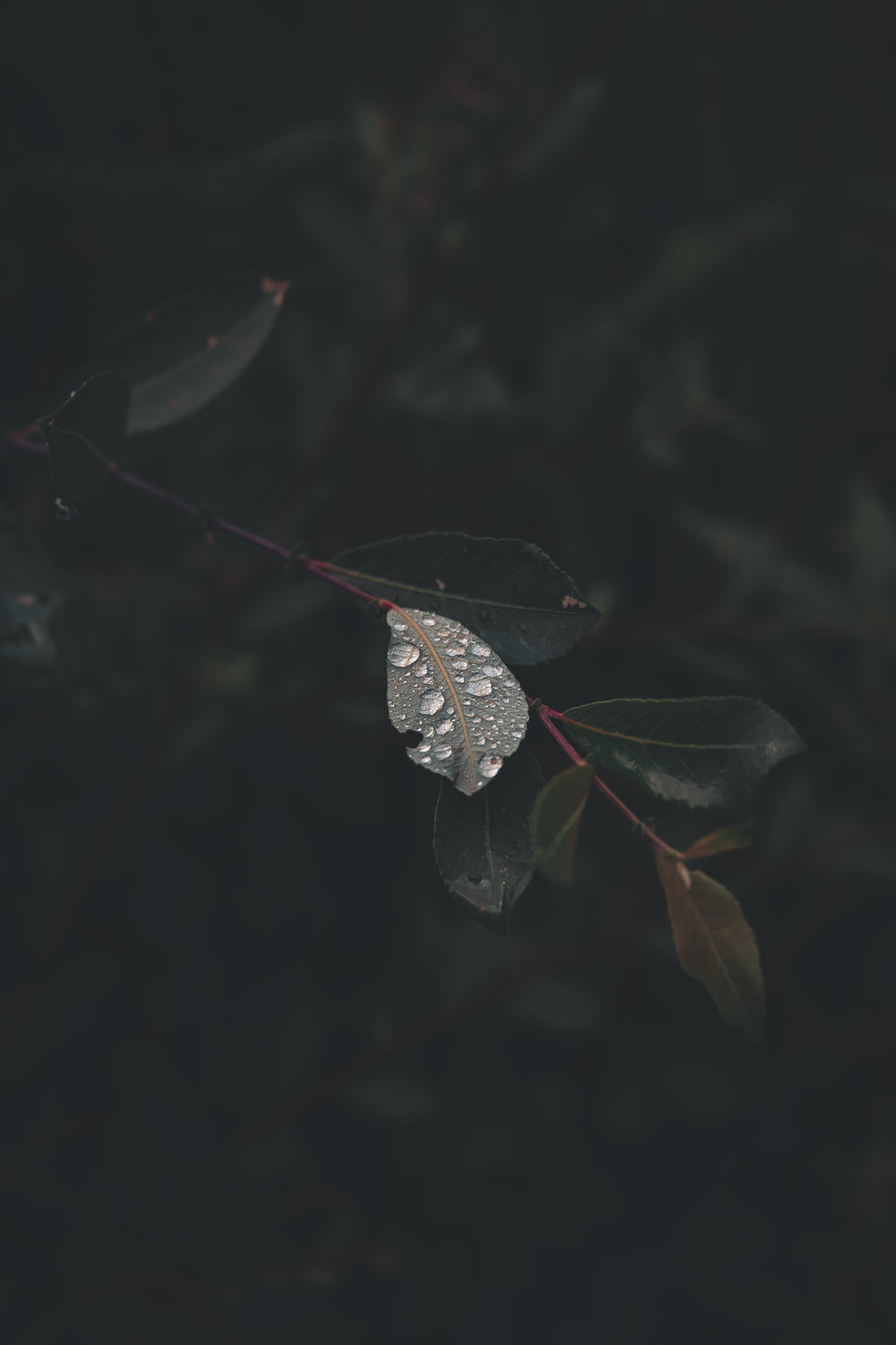 close up of droplets on a leaf