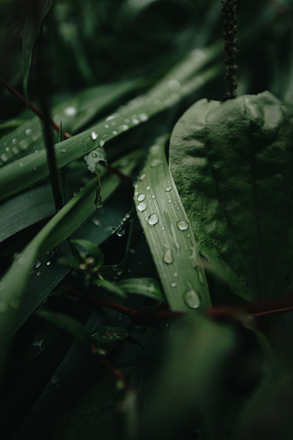 close up of droplets on wild green leaves