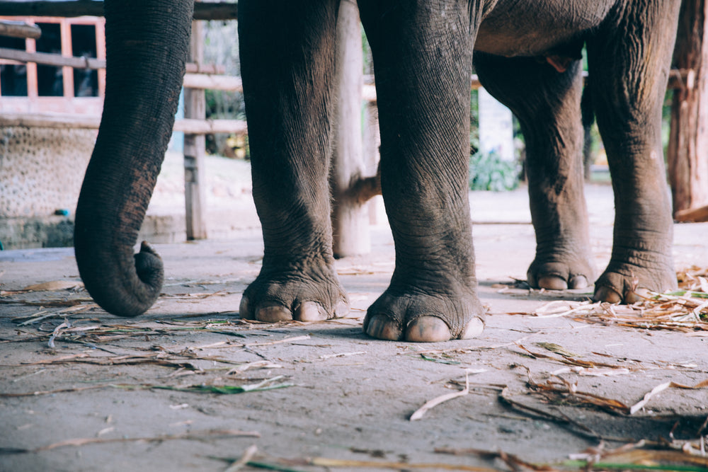 close-up of elephant feet