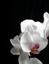 close up of falling white orchids with pink