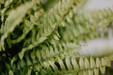 close up of fern fronds