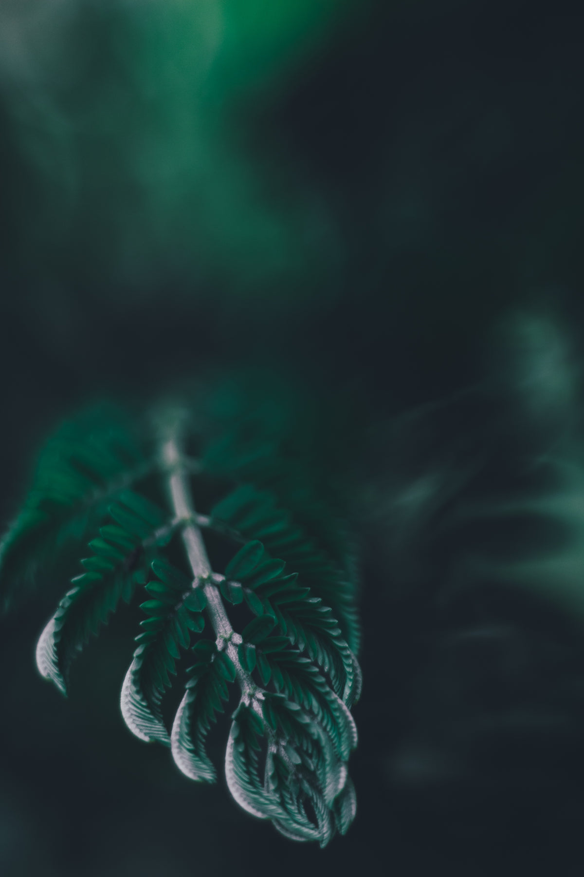 close up of fern leaf under shadows