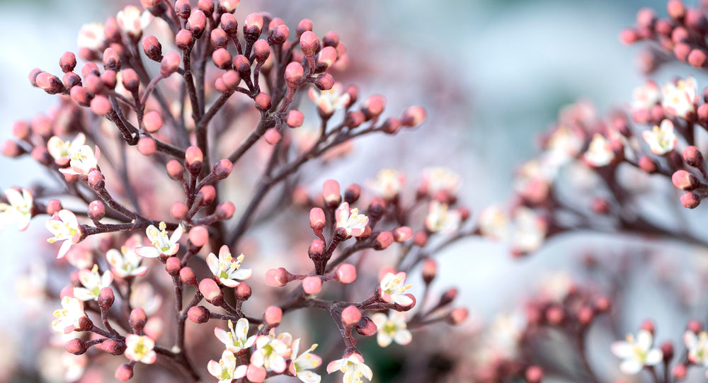 close up of flower blossoms on a tree